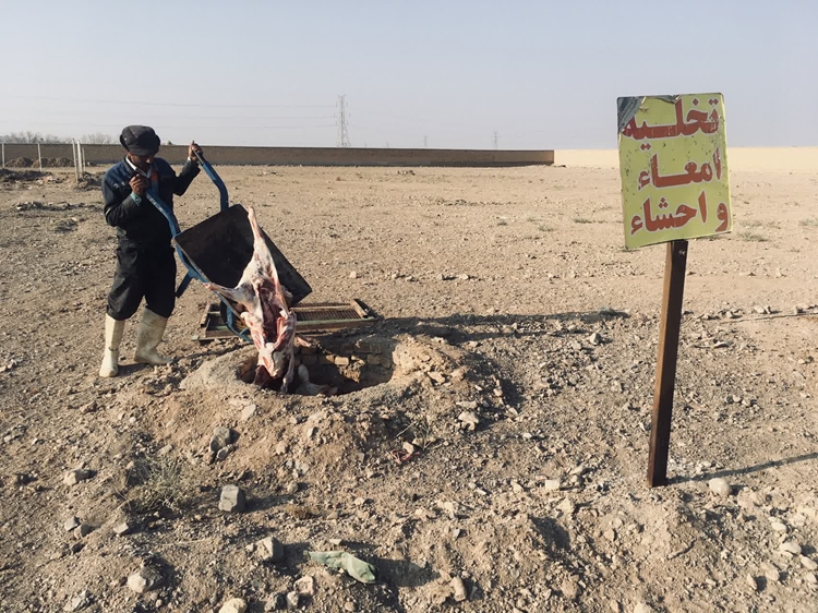 معدوم‌سازی لاشه گوشت آلوده با سیستی‌سرکوس اویس در کشتارگاه فردوس